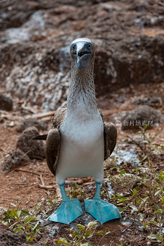 蓝脚鲣鸟，Sula nebouxii，北西摩，加拉帕戈斯群岛，厄瓜多尔。显示。讨好。